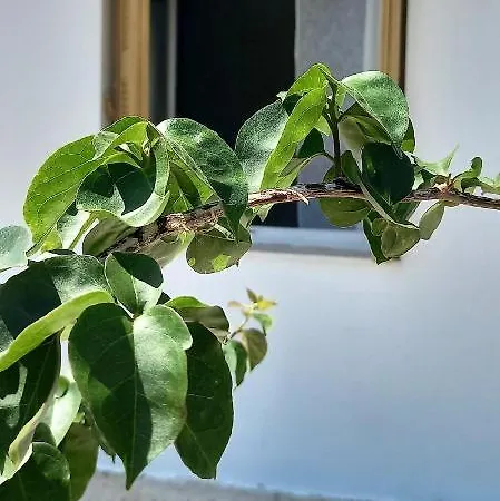 The Byzantine House Isthmia