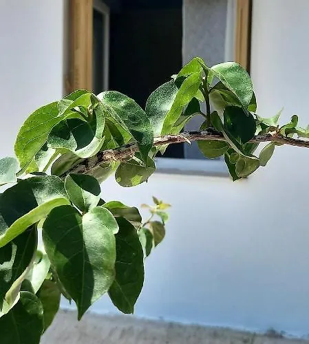 The Byzantine House Isthmia