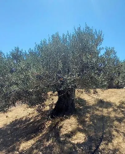 The Byzantine House * Isthmia